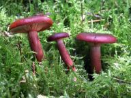Lactarius badiosanguineus - ryzec �ervenohn�d�
