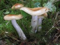 Hygrophorus discoideus - ��avnatka ter�ovit�