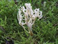 Clavulina coralloides - ku��te�ko h�ebenit�