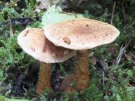 Inocybe terrigena - vl�knice pozemn�