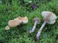 Cystoderma amianthinum - zrnivka osinková