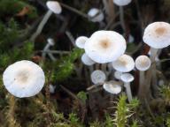 Collybia tuberosa - penízovka hlíznatá