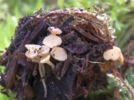 Hymenoscyphus fructigenus - voskovi�ka �aludov�