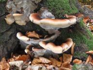 Ischnoderma resinosum - smolokorka bukov�