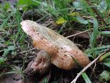 Lactarius sanguifluus 