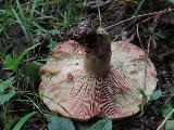 Lactarius sanguifluus 