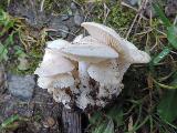 Leucocybe connata 