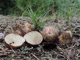 Rhizopogon vulgaris 