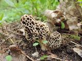 Morchella vulgaris 