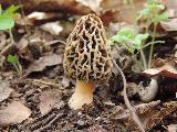 Morchella vulgaris