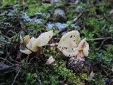 Helvella pithyophila 