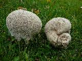 Lycoperdon utriforme 