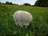 Lycoperdon utriforme 