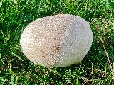 Lycoperdon utriforme