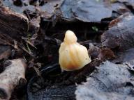 Verpa bohemica