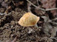 Verpa bohemica