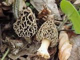 Morchella vulgaris 