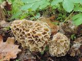 Morchella vulgaris