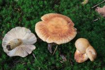 Russula illota - holubinka tmavolemá