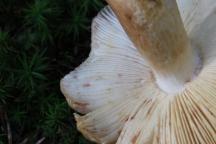 Russula illota - holubinka tmavolemá - pohled do lupenů