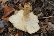 Russula illota - holubinka tmavolemá - pohled do lupenů