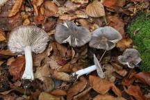 Tricholoma orirubens - čirůvka růžovolupenná