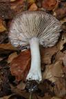 Tricholoma orirubens - čirůvka růžovolupenná - pohled do lupenů