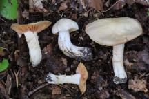 Entoloma sinuatum - závojenka olovová