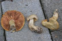 Entoloma sinuatum - závojenka olovová