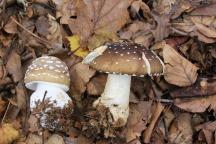 Amanita pantherina - muchomůrka tygrovaná