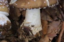 Amanita pantherina - muchomůrka tygrovaná, prsten - ring