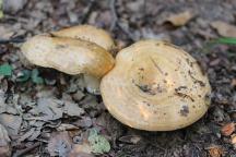 Lactarius acerrimus - ryzec krátkonohý