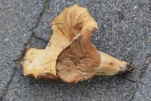 Lactarius acerrimus - ryzec krátkonohý