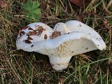 Lactarius bertillonii