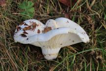 Lactarius bertillonii - ryzec Bertillonův