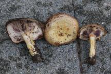 Lactarius flavidus - ryzec žlutavý