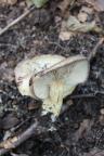 Lactarius flavidus - ryzec žlutavý