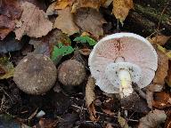 Agaricus moelleri 