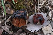 Vlevo Gyromitra gigas - ucháč obrovský, vpravo Gyromitra esculenta - ucháč obecný, obě plodnice poškozeny mrazem
