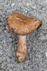 Inocybe bongardii var. pisciodora