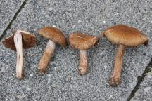 Inocybe bongardii var. pisciodora