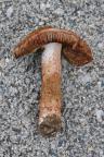 Inocybe bongardii var. pisciodora