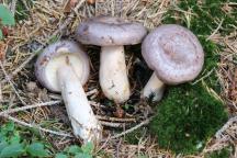 Lactarius trivialis - ryzec severský