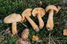Tricholoma psammopus - čirůvka modřínová