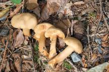 Tricholoma psammopus - čirůvka modřínová