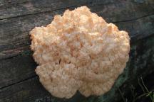 Hericium alpestre (Hericium flagellum) - korálovec bukový