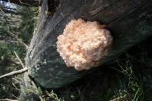 Hericium alpestre (Hericium flagellum) - korálovec bukový