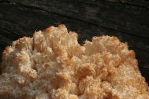 Hericium alpestre (Hericium flagellum) - korálovec bukový