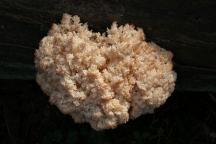 Hericium alpestre (Hericium flagellum) - korálovec bukový