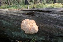 Hericium alpestre (Hericium flagellum) - korálovec bukový
